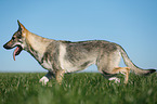 trabender Tschechoslowakischer Wolfhund