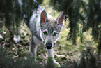 Tschechoslowakischer Wolfshund Welpe