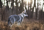 Tschechoslowakischer Wolfshund Welpe