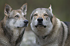 Tschechoslowakischer Wolfshunde Portrait