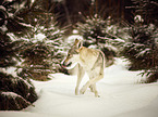 Tschechoslowakischer Wolfshund im Schnee