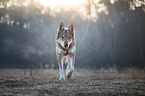 laufender Tschechoslowakischer Wolfhund