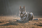 sitzender Tschechoslowakischer Wolfhund