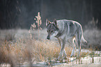 laufender Tschechoslowakischer Wolfhund