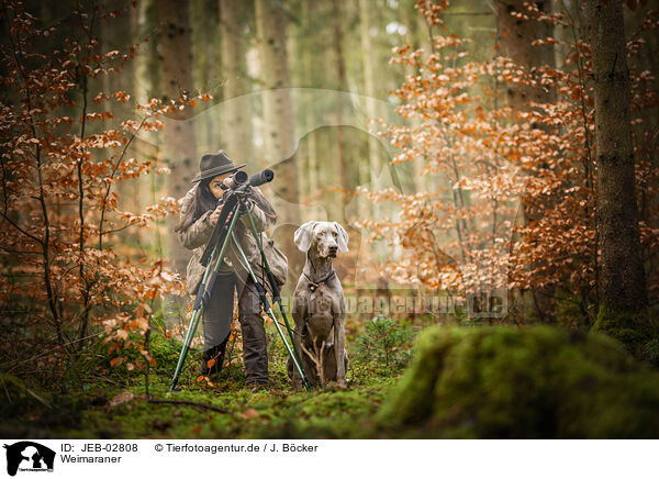 Weimaraner / Weimaraner / JEB-02808