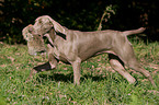 Weimaraner auf Kaninchenjagd