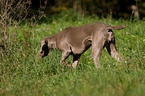 Weimaraner beim Jagdtraining