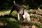 Weimaraner beim Jagdtraining