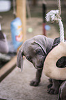 Weimaraner Welpe