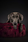 Weimaraner