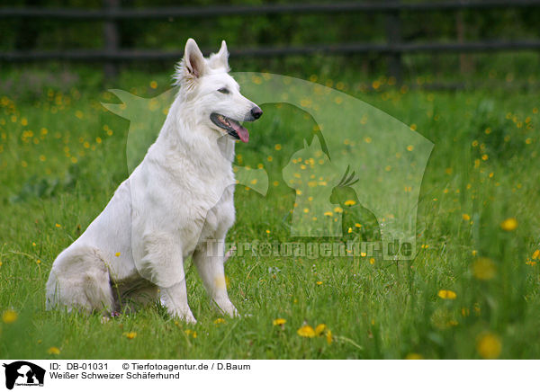 Weier Schweizer Schferhund / white swiss shepherd / DB-01031
