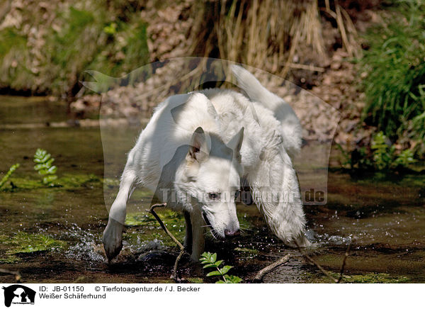 Weier Schferhund / White Shepherd / JB-01150