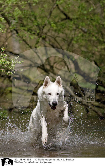 Weier Schferhund im Wasser / white Shepherd / JB-01151