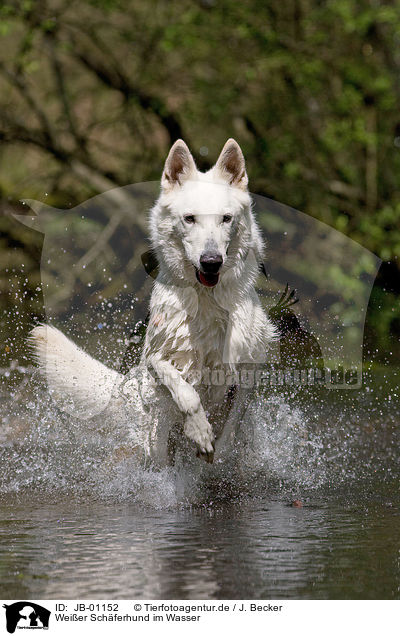 Weier Schferhund im Wasser / white Shepherd / JB-01152