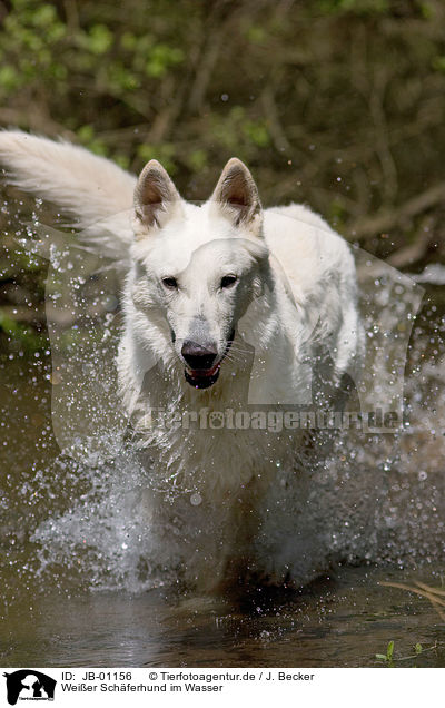 Weier Schferhund im Wasser / white Shepherd / JB-01156