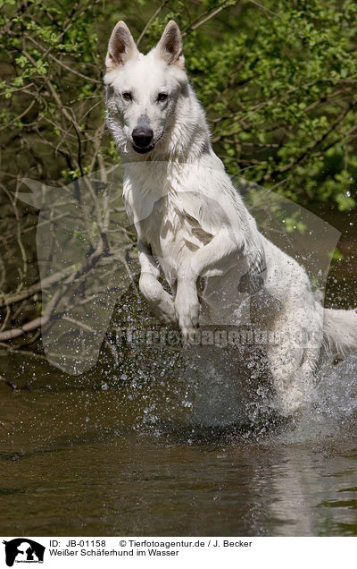 Weier Schferhund im Wasser / white Shepherd / JB-01158