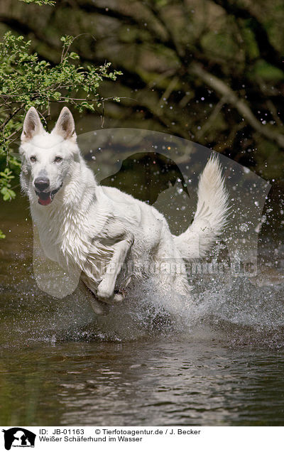 Weier Schferhund im Wasser / white Shepherd / JB-01163