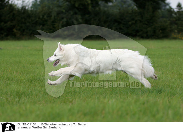 rennender Weier Schferhund / running White Shepherd / TB-01131