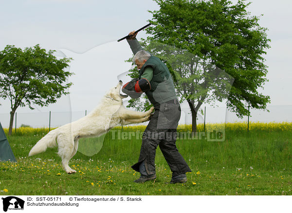 Schutzhundausbildung / dog training / SST-05171