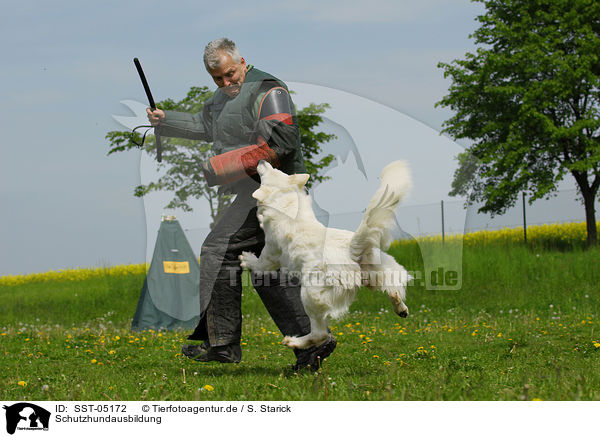 Schutzhundausbildung / dog training / SST-05172