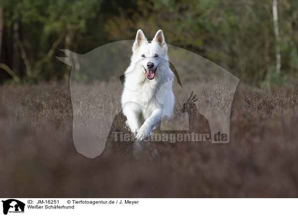 Weier Schferhund / White Shepherd / JM-16251