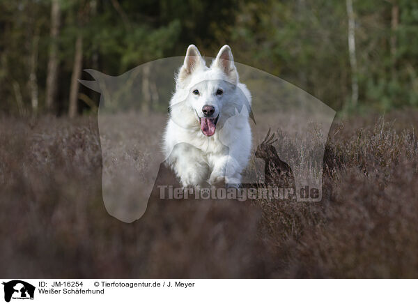 Weier Schferhund / White Shepherd / JM-16254