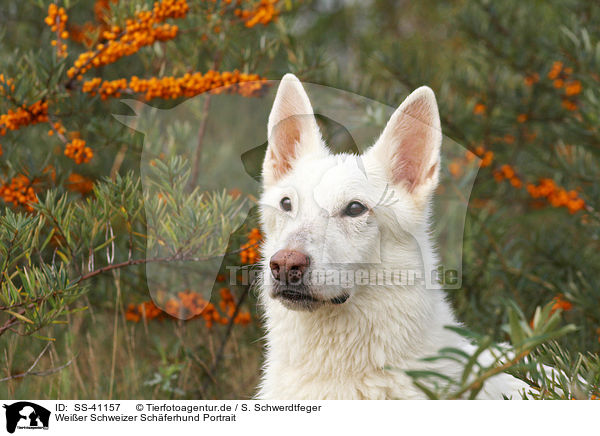 Weier Schweizer Schferhund Portrait / Berger Blanc Suisse Portrait / SS-41157
