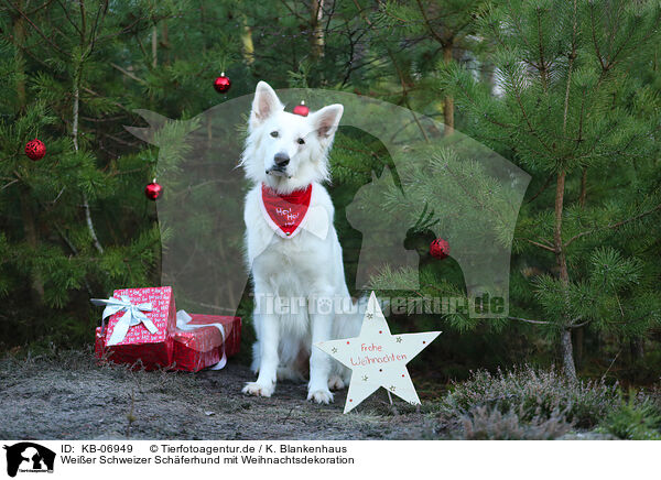 Weier Schweizer Schferhund mit Weihnachtsdekoration / KB-06949