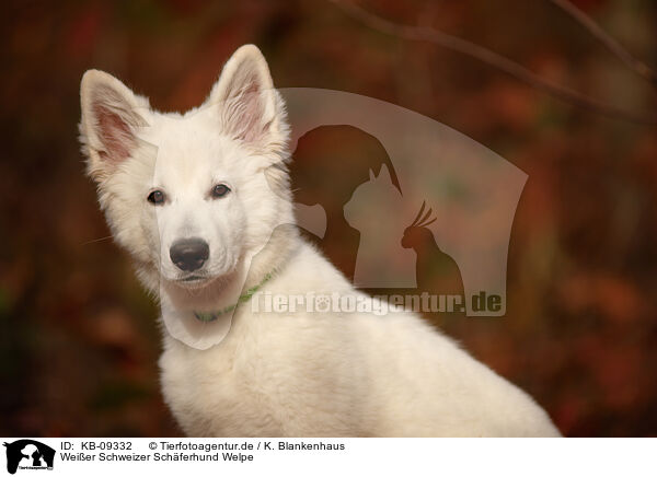 Weier Schweizer Schferhund Welpe / Berger Blanc Suisse Puppy / KB-09332