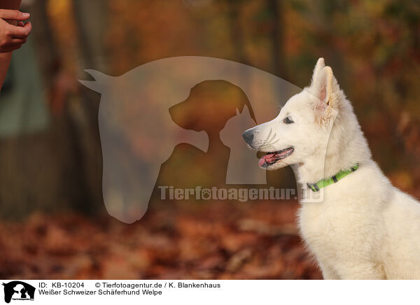 Weier Schweizer Schferhund Welpe / Berger Blanc Suisse Puppy / KB-10204