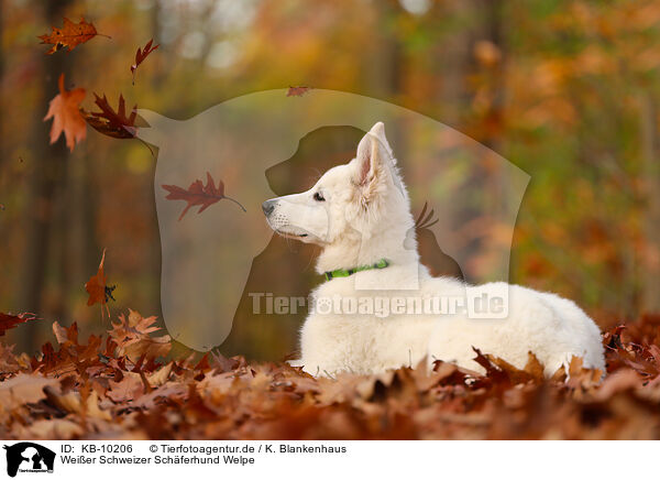 Weier Schweizer Schferhund Welpe / Berger Blanc Suisse Puppy / KB-10206