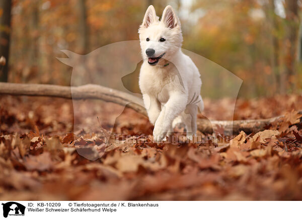 Weier Schweizer Schferhund Welpe / Berger Blanc Suisse Puppy / KB-10209