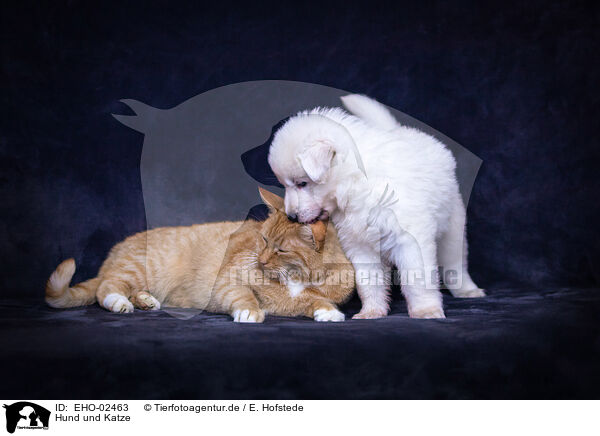 Hund und Katze / EHO-02463