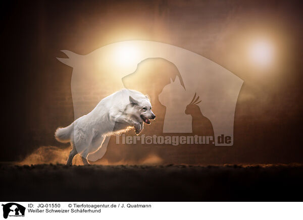 Weier Schweizer Schferhund / Berger Blanc Suisse / JQ-01550