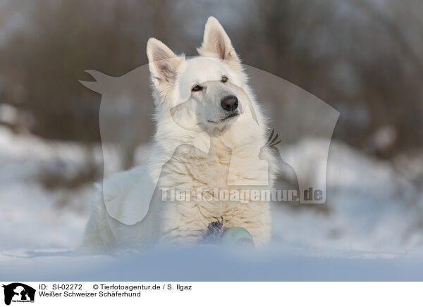 Weier Schweizer Schferhund / SI-02272