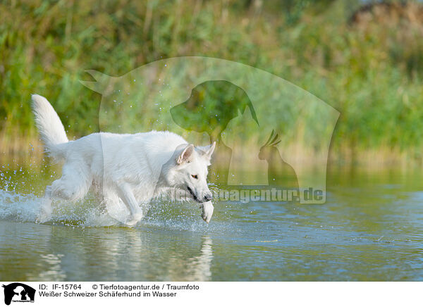 Weier Schweizer Schferhund im Wasser / IF-15764