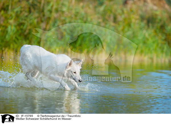 Weier Schweizer Schferhund im Wasser / White Swiss Shepherd in the water / IF-15765