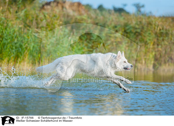 Weier Schweizer Schferhund im Wasser / IF-15766