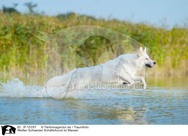 Weier Schweizer Schferhund im Wasser / White Swiss Shepherd in the water / IF-15767