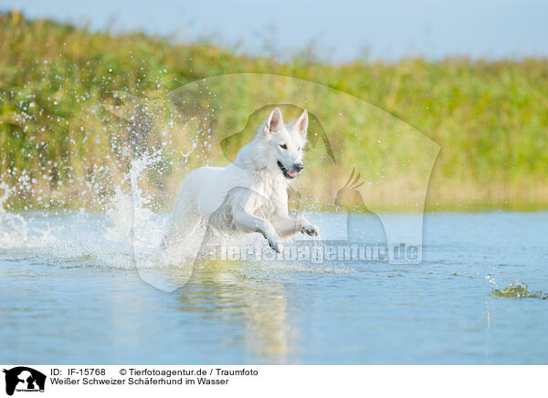 Weier Schweizer Schferhund im Wasser / IF-15768