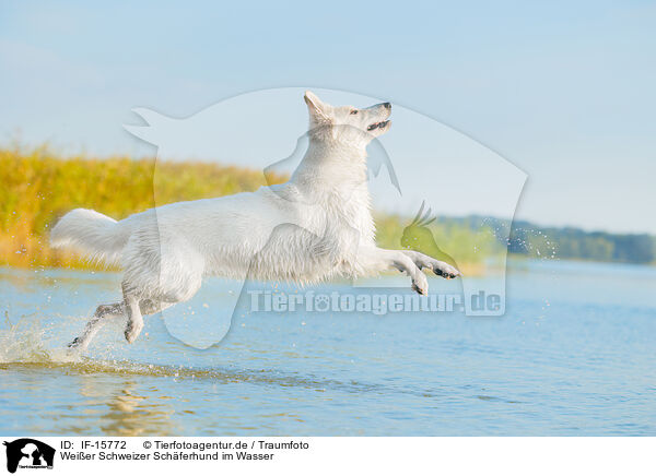 Weier Schweizer Schferhund im Wasser / White Swiss Shepherd in the water / IF-15772