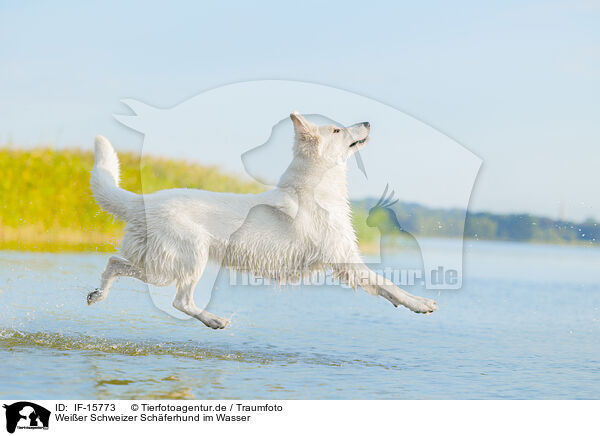 Weier Schweizer Schferhund im Wasser / White Swiss Shepherd in the water / IF-15773