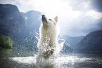 Weier Schweizer Schferhund rennt durchs Wasser
