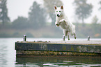 Weier Schweizer Schferhund am Wasser
