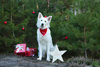 Weier Schweizer Schferhund mit Weihnachtsdekoration
