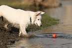 Weier Schweizer Schferhund