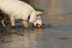 Weier Schweizer Schferhund