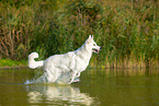 Weier Schweizer Schferhund im Wasser