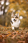 Welsh Corgi Pembroke