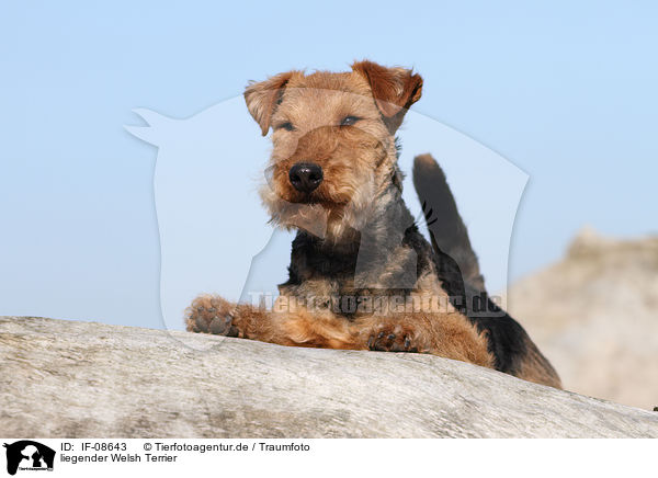 liegender Welsh Terrier / IF-08643